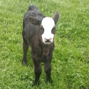 Meet your Posher, Loretta